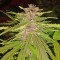 Семена сорта Bubba Gum Auto fem (Dr. Krippling Seeds)