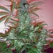 Семена сорта C13 Haze reg