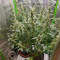Семена сорта Cookies USA fem (Pyramid Seeds)