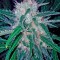 Семена сорта Domina Haze fem
