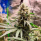 Семена сорта Fast Flowering OGKZ fem (Humboldt Seeds)