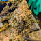 Семена сорта Gorilla Glue × Lemon Haze (7CH Seeds & Cali Buds Seeds)