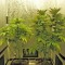 Семена сорта Ice fem (Royal Queen Seeds)