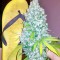 Семена сорта Rishi Kush reg