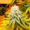 Семена сорта Wonder Woman reg (Nirvana Seeds)