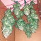 Семена сорта Haze XXL Autoflowering fem