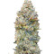 Микс семян конопли Female Collection #1 (00 Seeds)