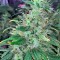 Семена сорта 00 Kush fem (00 Seeds)