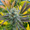 Семена сорта Bruce Banner × Pineapple (7CH Seeds & Cali Buds Seeds)