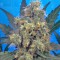 Семена сорта Bubble Gum fem (Serious Seeds)