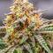 Семена сорта Durban Poison Auto fem (Семяныч)
