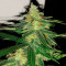 Семена сорта Fast Flowering Green Crack fem (Humboldt Seeds)