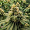 Семена сорта Gorilla Glue × Lemon Haze (7CH Seeds & Cali Buds Seeds)