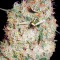 Семена сорта Northern Lights fem (Vision Seeds)