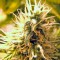 Семена сорта Original Berry fem (Kannabia Seed Company)