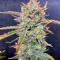 Семена сорта Peach Crescendo Auto RF3 fem (Ethos Genetics)