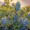Семена сорта Serious Kush fem (Serious Seeds)