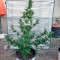 Семена сорта PolarLight #3 Auto fem