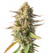Семена сорта Strawberry Chemdawg OG fem (Dutch Passion)