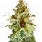 Семена сорта White Russian reg (Serious Seeds)