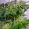 Семена сорта Bona Dea CBD+ fem (Vision Seeds)