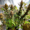 Семена сорта Bruce Lemon Diesel fem (Dutch Passion)