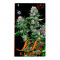 Семена сорта El Alquimista fem (Samsara Seeds)