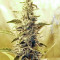 Семена сорта Gorilla Blue fem (Advanced Seeds)