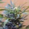 Семена сорта Karibeña (Karibbean Mango) fem