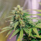 Семена сорта Lemon Zkittle fem (Dutch Passion)