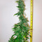 Семена сорта Mob Boss fem (Anesia Seeds)