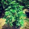 Семена сорта Sumo's OG Kush fem (Sumo Seeds)
