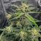Семена сорта Voilà AUTO Rbx5 fem (Ethos Genetics)