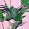Семена сорта White Domina Max Auto fem