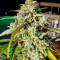 Семена сорта Grateful Dead Auto fem (High Speed ​​Buds)