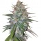 Семена сорта Ganesh Spirit fem (Sweet Seeds)