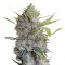 Семена сорта Serious Happiness fem (Serious Seeds)
