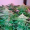 Семена сорта Afgooey fem (Strain Hunters)