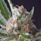 Семена сорта Auto Shark fem (Pyramid Seeds)