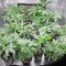 Семена сорта Big Bud fem (Vision Seeds)