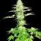 Семена сорта Blue Nitro Haze fem (Sumo Seeds)