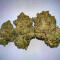 Семена сорта Gorilla Glue × Lemon Haze (7CH Seeds & Cali Buds Seeds)