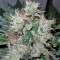 Семена сорта Smile Max Auto fem