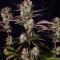 Семена сорта Strawberry Gorilla Auto RF3 fem (FastBuds)