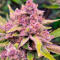 Семена сорта Strawberry Gorilla Auto RF3 fem (FastBuds)