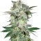 Семена сорта Mazar Kush fem (World of Seeds)