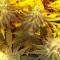 Семена сорта Appleberry fem (Sumo Seeds)