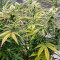 Семена сорта Auto Bruce Lemon Diesel fem (Dutch Passion)