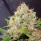 Семена сорта Diesel Glue (BCN Diesel) fem