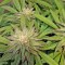 Семена сорта Lemon Garlic OG fem